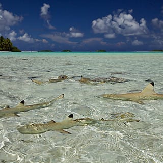 volcanic devil sharks