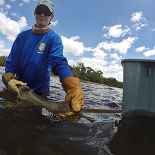 holding sawfish