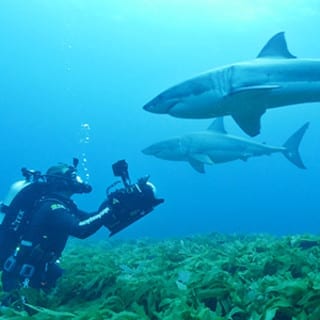 filming great whites