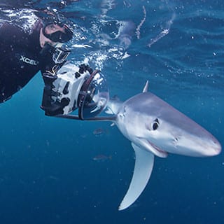 filming shark
