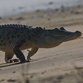 crocodile