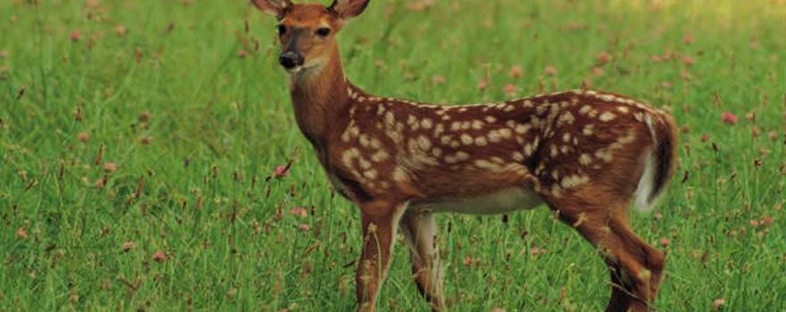 spotted deer