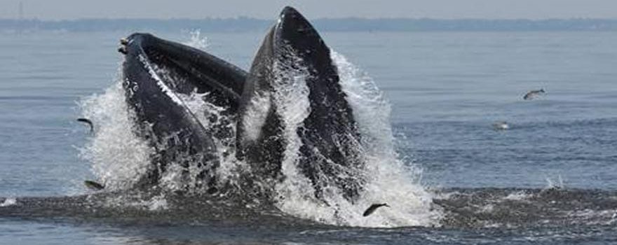 whale spotted