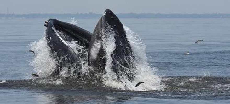 10 Locations in NY/NJ Waters To Possibly Spot Whales from Shore