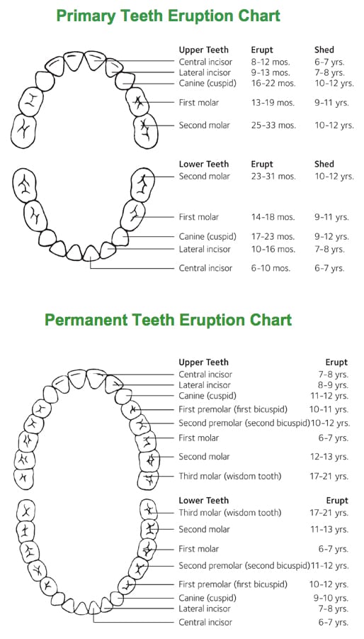 baby_teeth