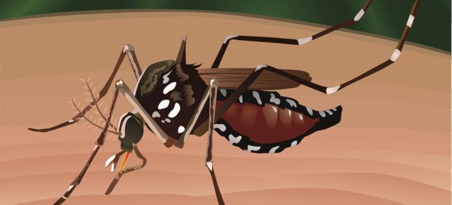 How to Banish Mosquitoes from Your Yard