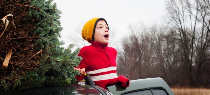 Top 17 Christmas Tree Farms in NJ: Cut Your Own Christmas Trees Near Staten Island