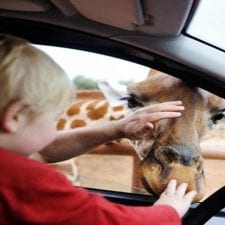 petting giraffe at car window