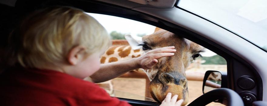 petting giraffe at car window