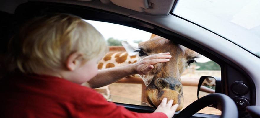 Six Flags To Reopen Their Safari Drive-Thru