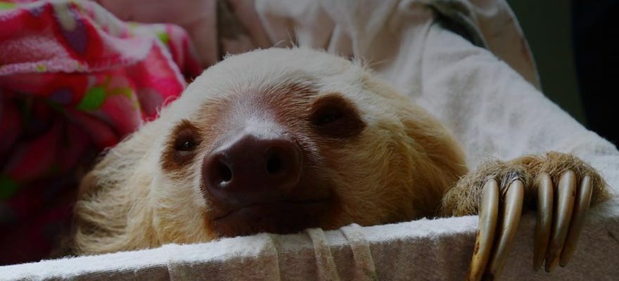sad sloth
