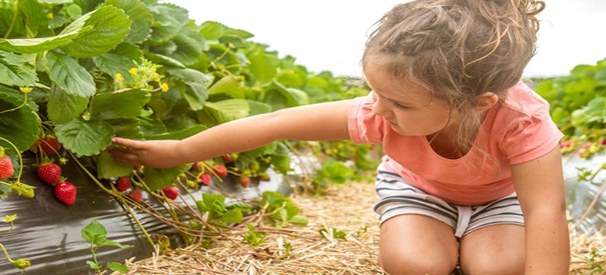 Berry Picking Farms Near Staten Island