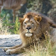 male lion in zoo