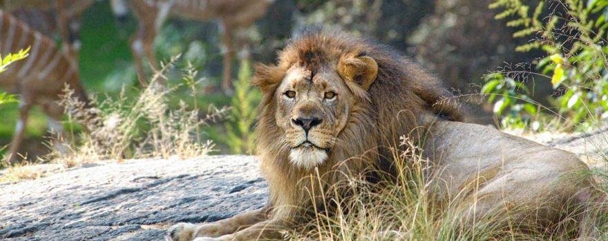 male lion in zoo