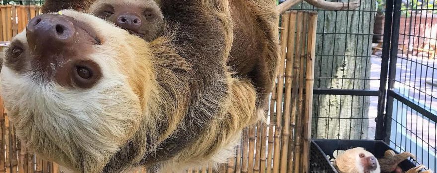 sloths in zoo cage