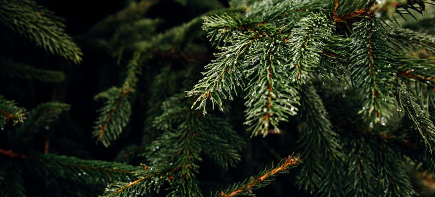 These Are the Best Christmas Tree Farms Near Staten Island