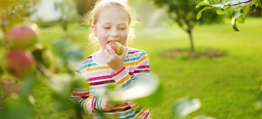 Where to Go Apple-Picking Near Staten Island