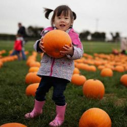 young girl picking pumpkin