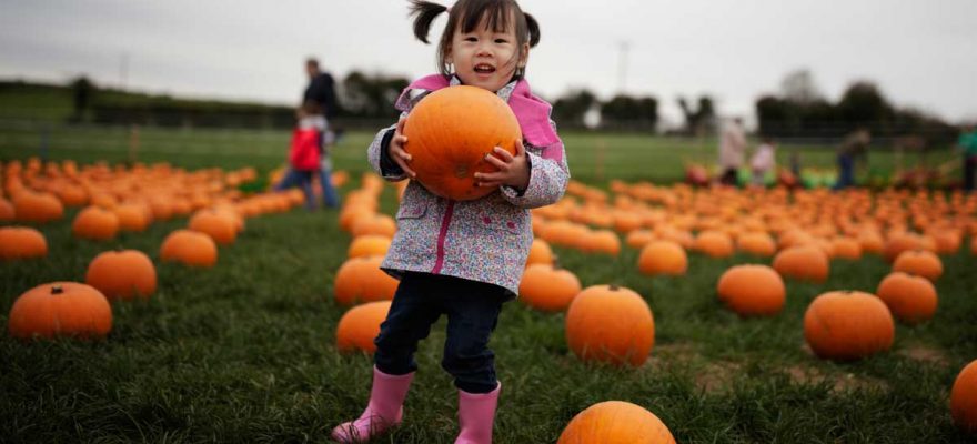 The Top 13 Farms to Go Pumpkin Picking in Staten Island & NJ