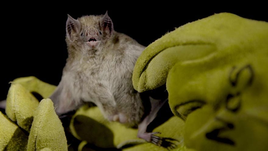 Bat on a blanket