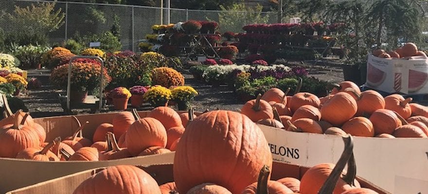 Greenside Up pumpkins