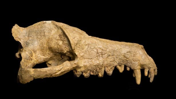 Skull fossil from the American Museum of Natural History.