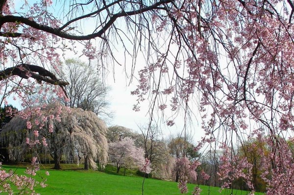 cherry blossom njbg