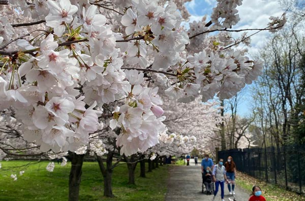 cherry blossoms at snug harbor