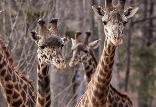 giraffes