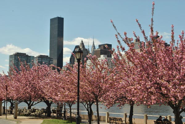 cherry blossom roosevelt island