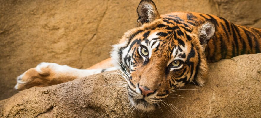 The Best Zoos In Staten Island, New Jersey and New York City