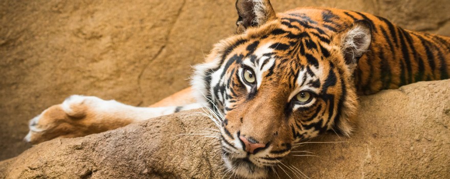 tiger