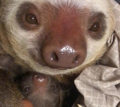 sloth