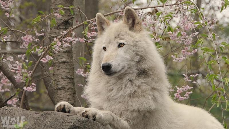white wolf