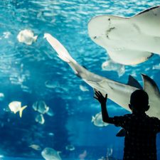 little boy looking at sharks in an aquarium