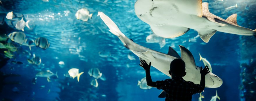 little boy looking at sharks in an aquarium