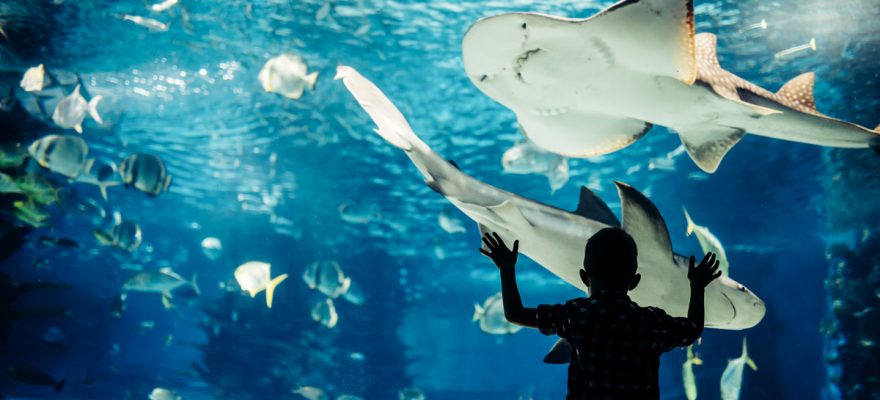 Aquariums Near Staten Island