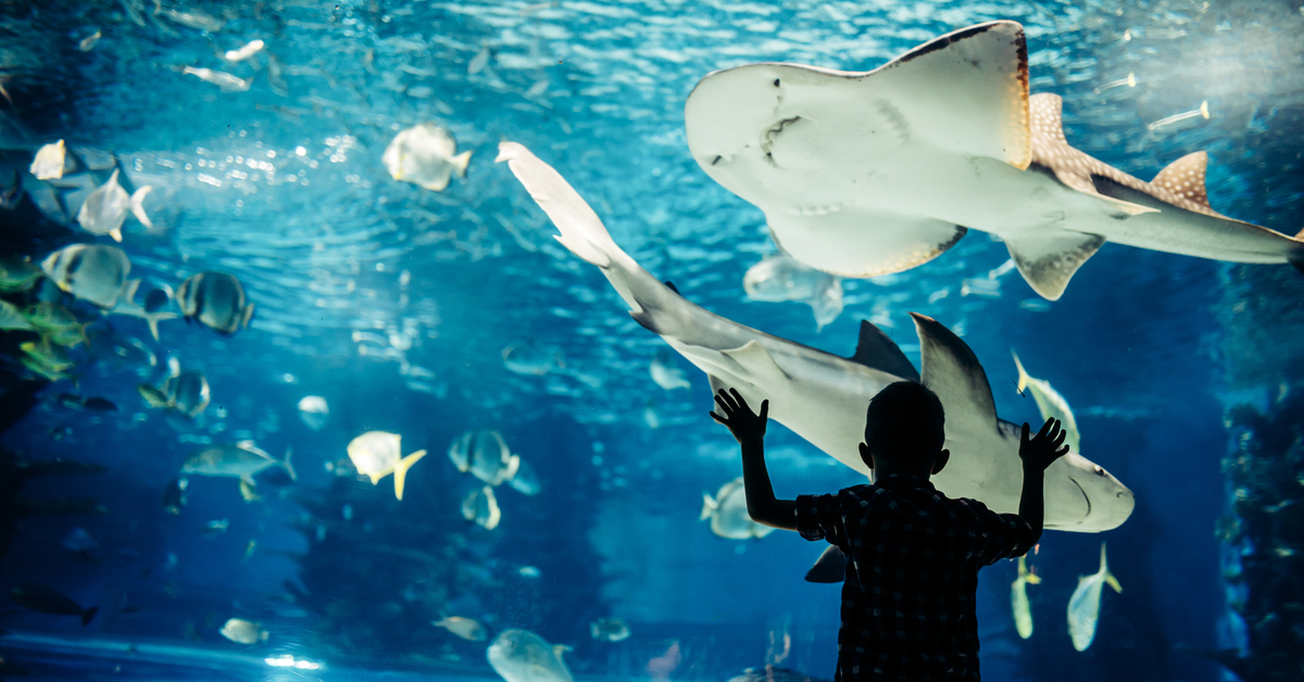 These Are the Best Aquariums Near Staten Island - Aquariums 1200