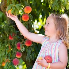 girl peach picking