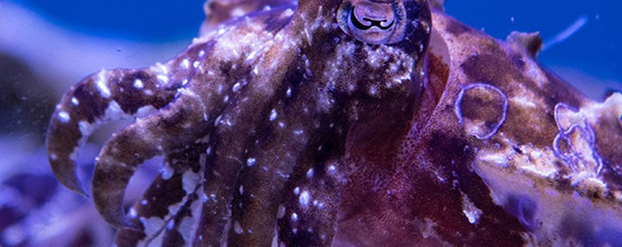 cuttlefish at aquarium