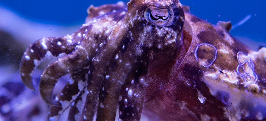 See Bizarre Yet Breathtaking Animals in Spineless, NY Aquarium’s New Exhibit