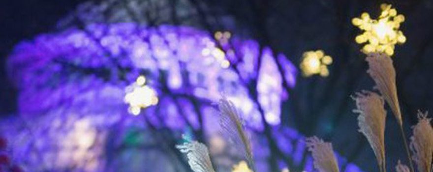 ny botanical garden christmas light show