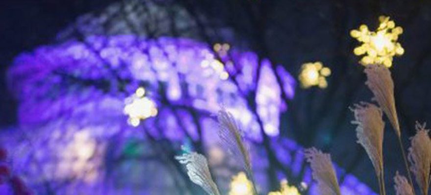 New York Botanical Garden’s Train Show and Christmas Lights Return this Year