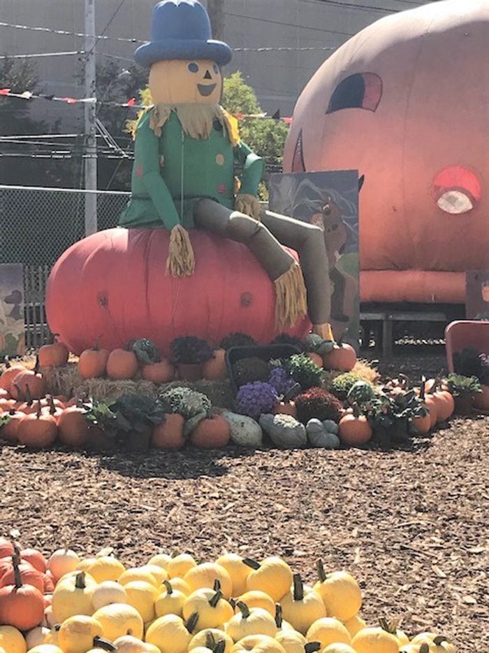 scarecrow sitting on giant pumpkin
