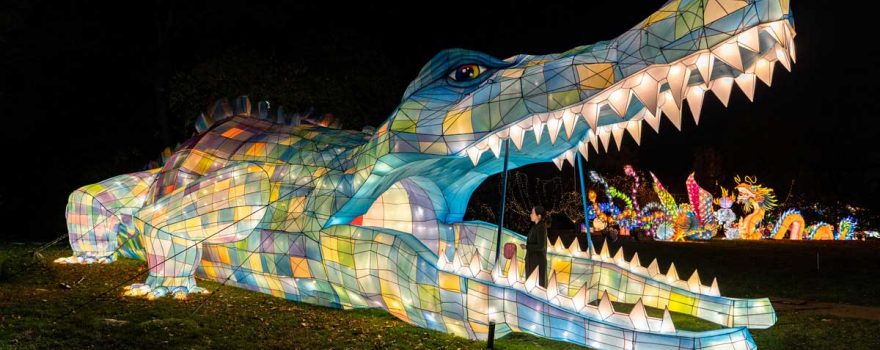 a giant lantern alligator at nyc winter lantern festival