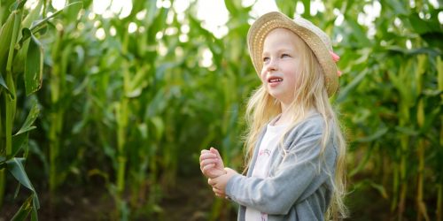 Little girl standing in a corn maze