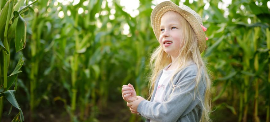 The 15 Best Corn Mazes in Staten Island and Nearby New Jersey