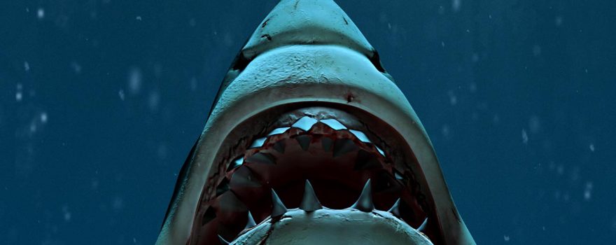 Shark looking up showing sharp teeth