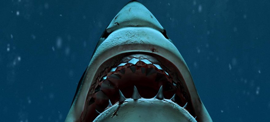 New Sharks Exhibit at AMNH Opening Soon to Fascinate Kids of All Ages