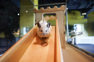 a white chinchilla running